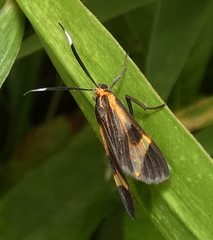 Dycladia
