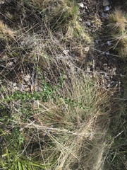 Olearia myrsinoides