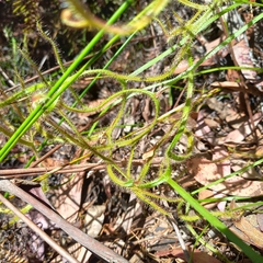 Drosera binata