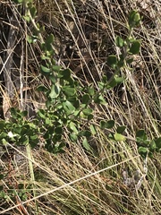 Olearia myrsinoides