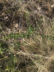 Olearia myrsinoides