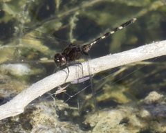 Erythemis plebeja