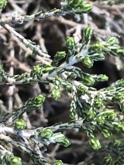 Ozothamnus cupressoides