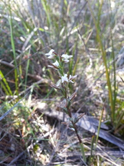 Prasophyllum odoratum