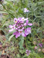 Iberis