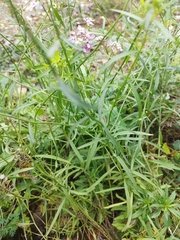 Iberis