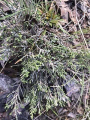 Ozothamnus cupressoides