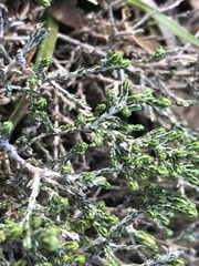 Ozothamnus cupressoides