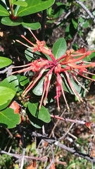 Embothrium coccineum