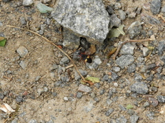 Dysdercus albofasciatus