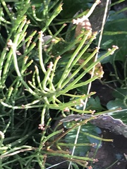 Choretrum pauciflorum