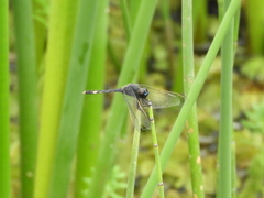 Erythrodiplax nigricans