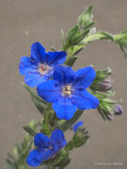 Glandora diffusa