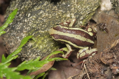 Epipedobates anthonyi