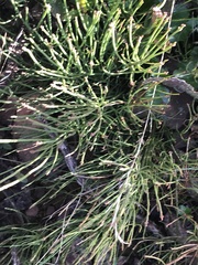 Choretrum pauciflorum