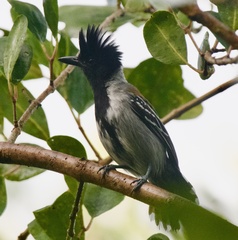 Sakesphorus canadensis