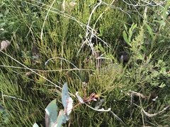 Choretrum pauciflorum