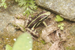 Epipedobates anthonyi