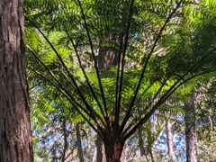 Cyathea australis