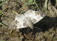Polyctor cleta