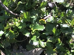 Goodenia hederacea alpestris