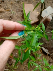 Dicliptera squarrosa