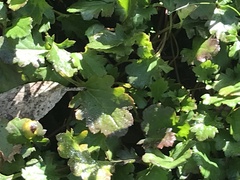 Goodenia hederacea alpestris