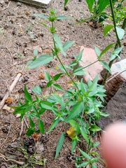 Dicliptera squarrosa