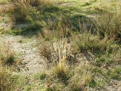 Stipa lagascae