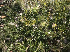 Goodenia hederacea alpestris