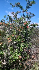 Embothrium coccineum