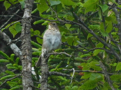 Catharus bicknelli
