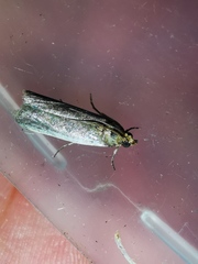 Denticera divisella