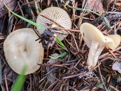Clitocybe fragrans
