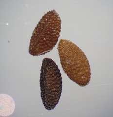 Phacelia ramosissima