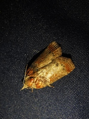 Nycteola