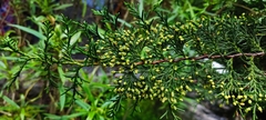 Cupressus lusitanica