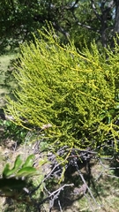 Misodendrum punctulatum