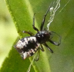 Micrathena patruelis