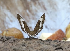 Tanaecia cibaritis