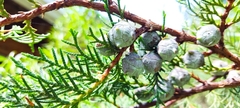 Cupressus lusitanica