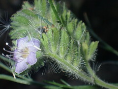 Phacelia ramosissima