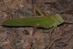 Steirodon