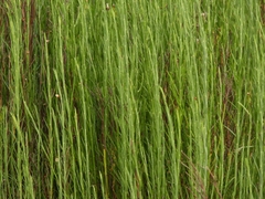 Equisetum fluviatile