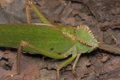 Steirodon