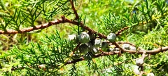 Cupressus lusitanica