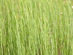 Equisetum fluviatile