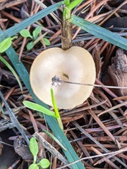 Clitocybe fragrans