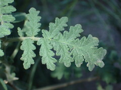 Phacelia ramosissima