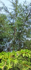 Cupressus lusitanica